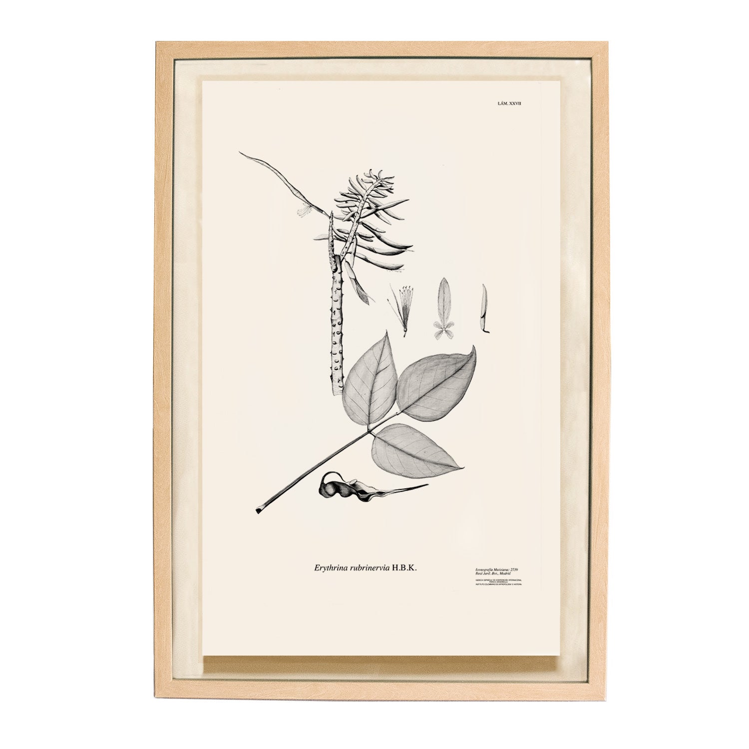 CUADRO BOTÁNICO BLANCO