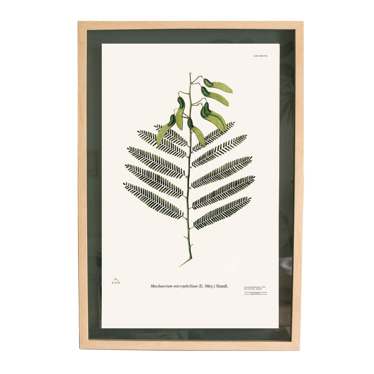 CUADRO BOTÁNICO VERDE