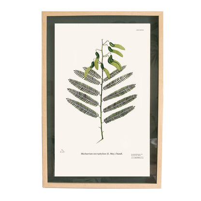 CUADRO BOTÁNICO VERDE